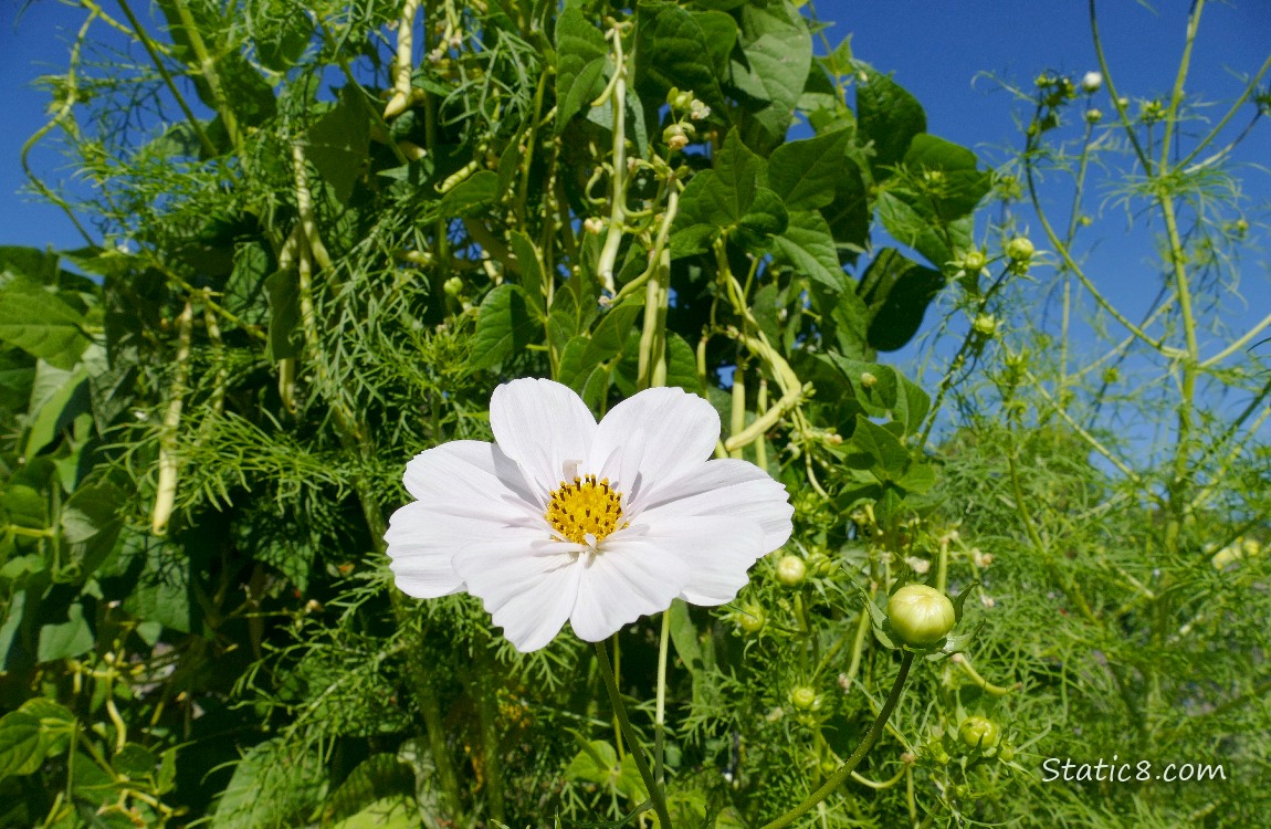 White Cosmos bloom with Wax Bean plants behind