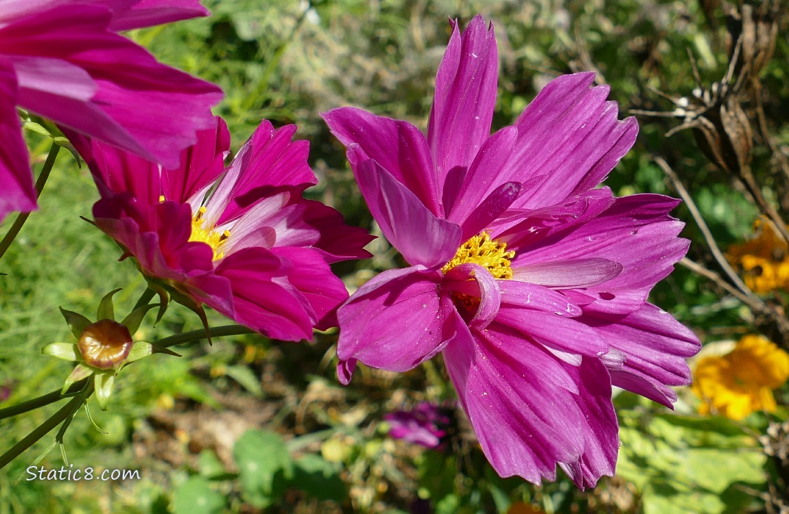 Red violet Cosmos bloom