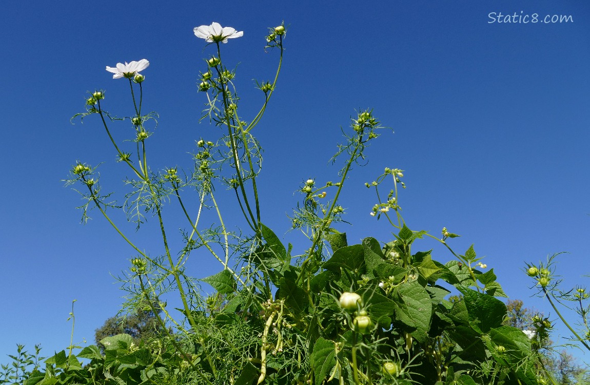 Looking up at white Cosmos blooms with blue sky