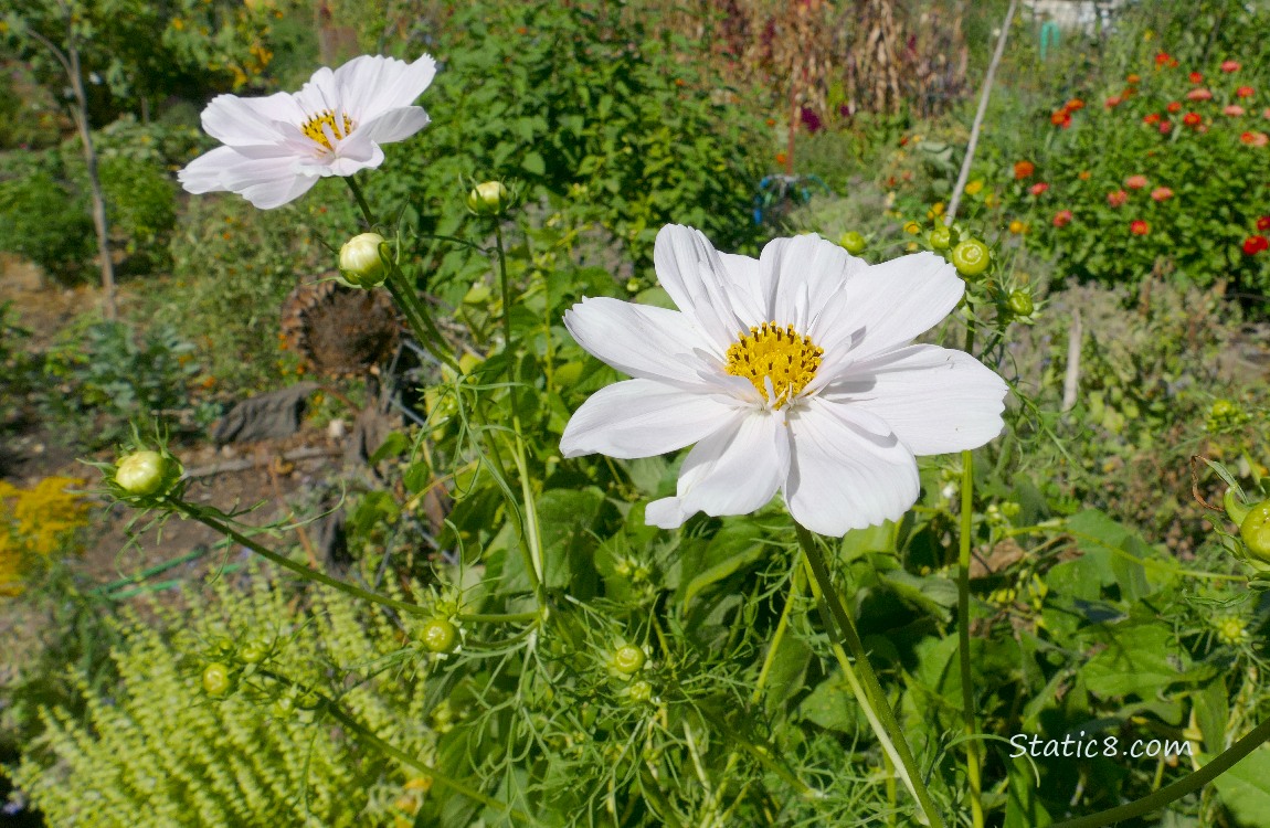 White Cosmos blooms in the garden