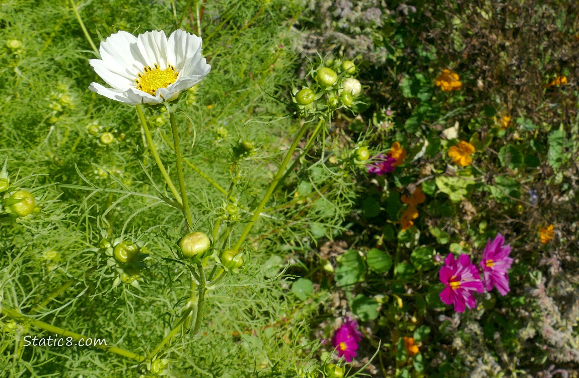 Looking down on a white Cosmos bloom with purple blooms under