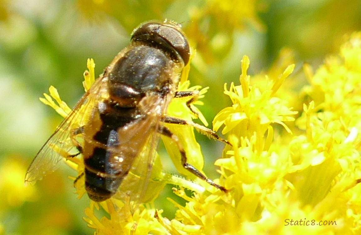 Hoverfly on Goldenrod blooms
