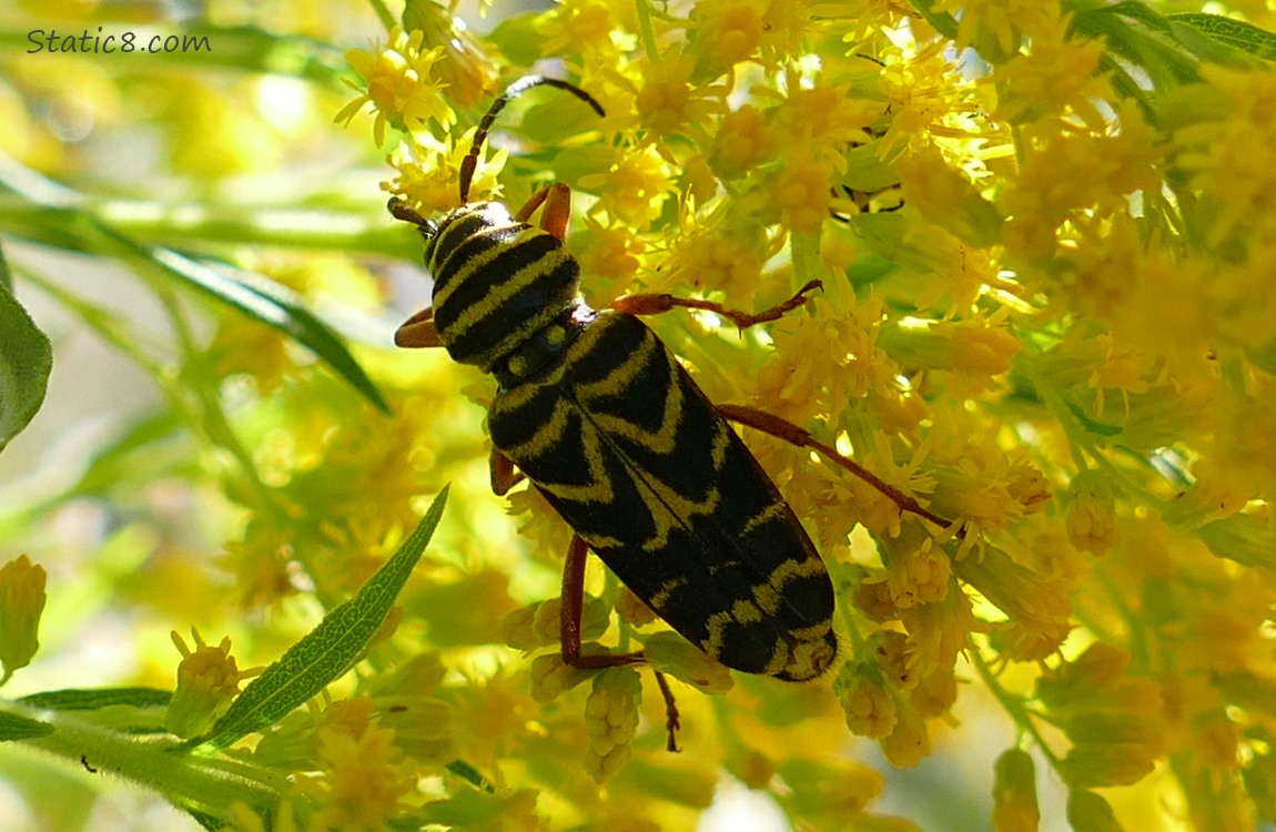 Locust Borer on Goldenrod blooms