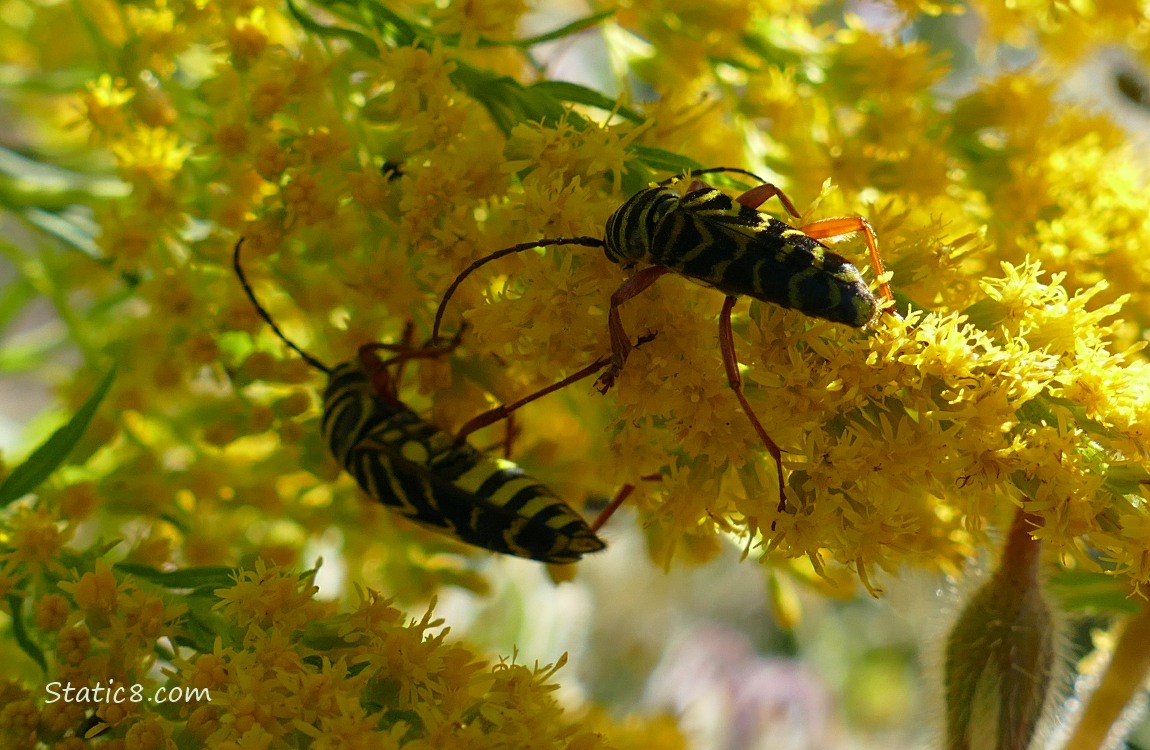 Locust Borers Two Locust Borers on Goldenrod blooms