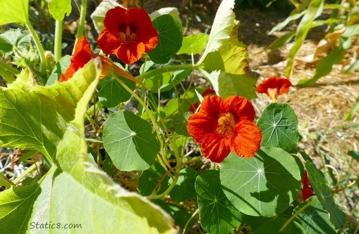 Red Nasturtium blooms