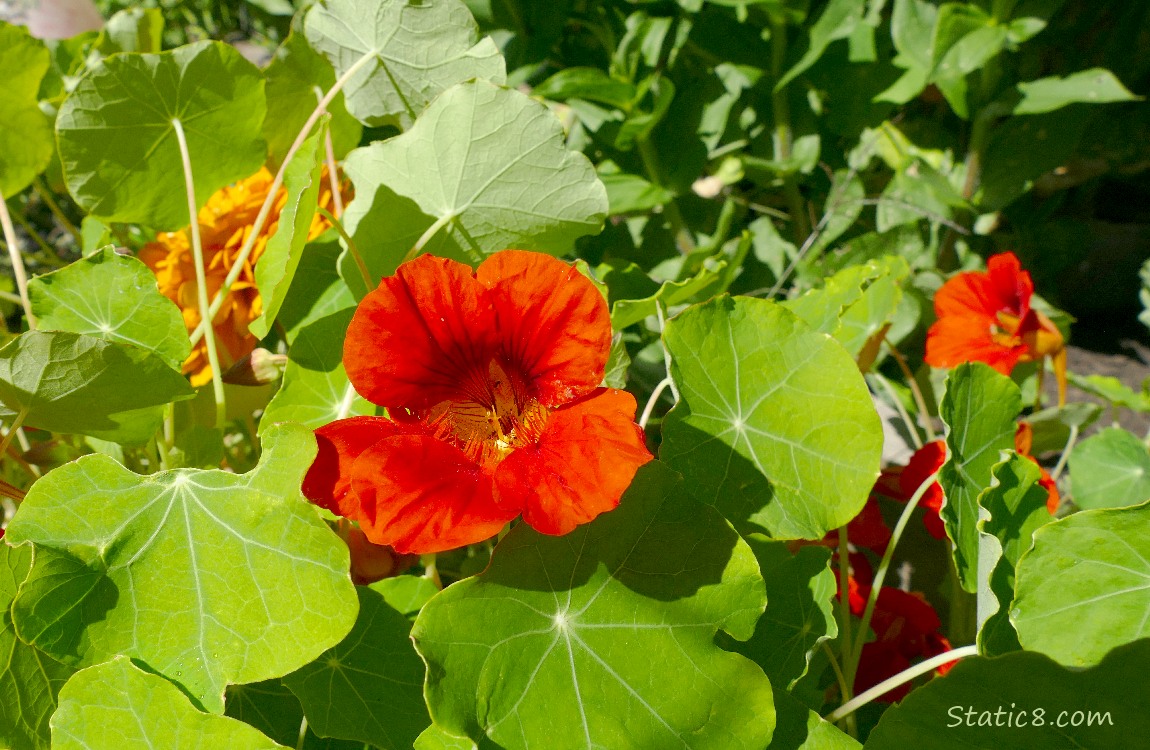 Red Nasturtium blooms