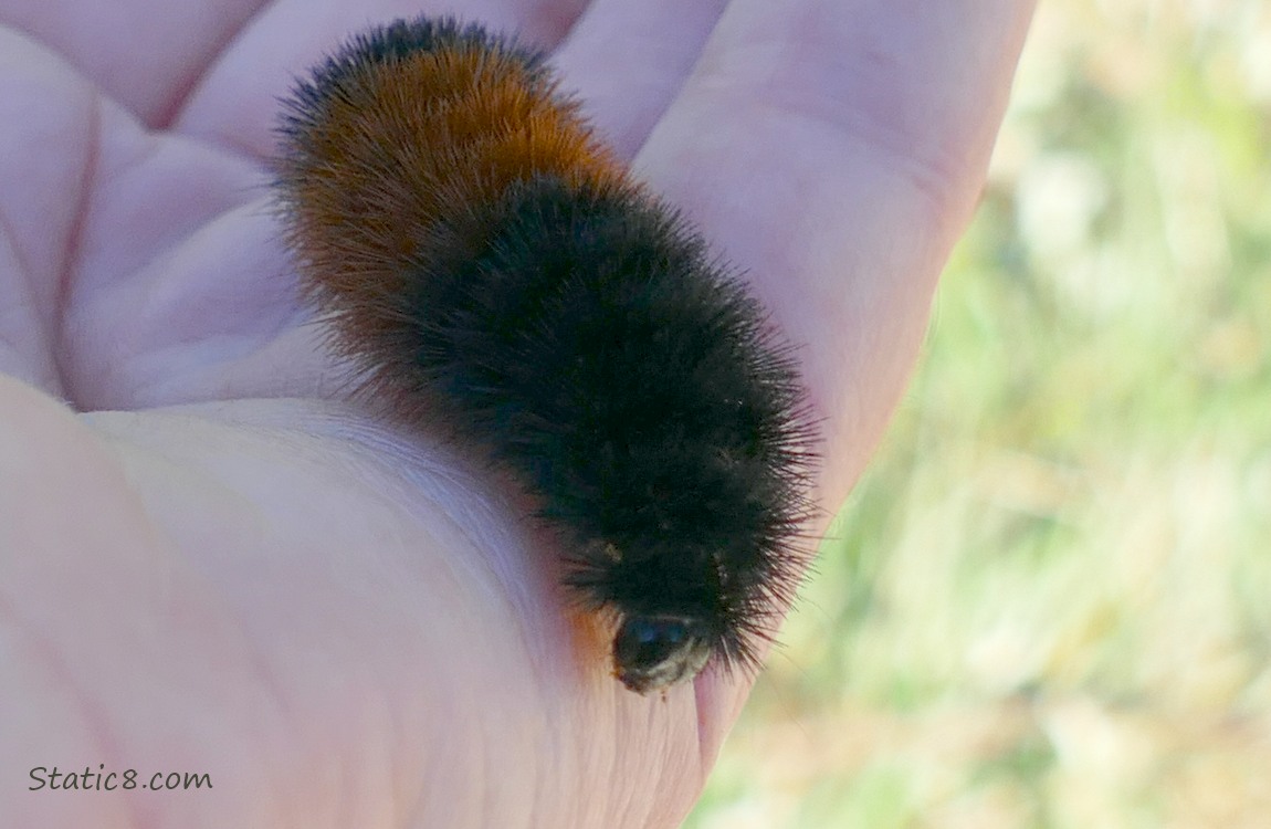 Woolly Bear looking down from a hand