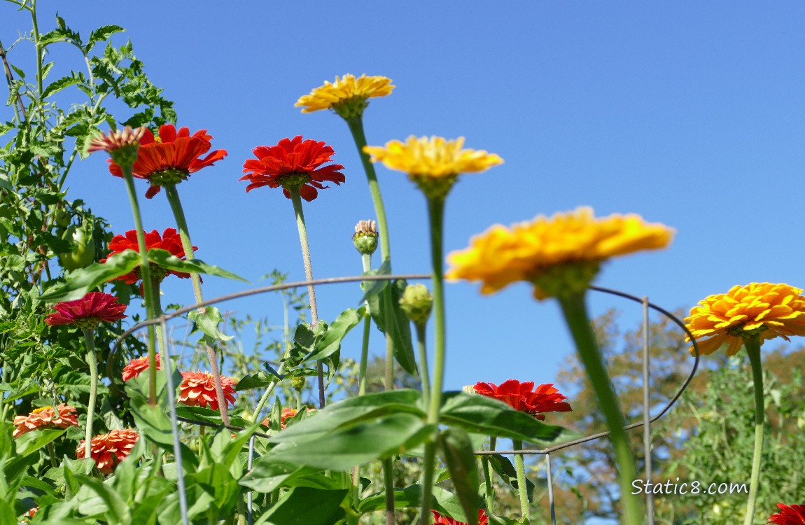 Looking up at Zinnia blooms with the blue sky