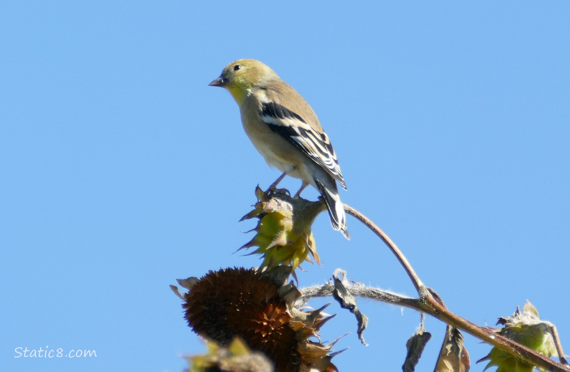 American Goldfinch American Goldfinch standing on a sunflower seed head