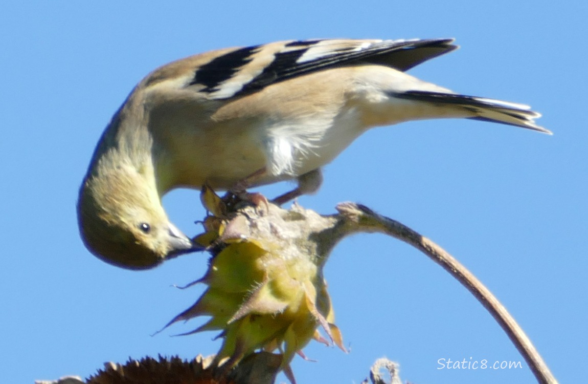 American Goldfinch American Goldfinch eating from a sunflower seed head