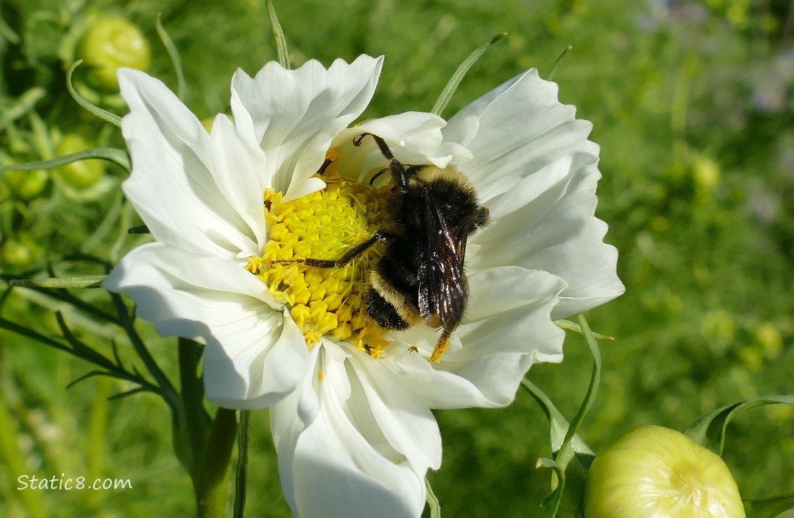 Bumblebee on a white Cosmos bloom