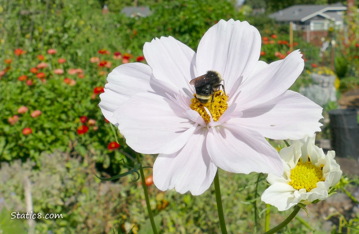 Bumblebee on a pale pink Cosmos bloom with red Zinnias in the background