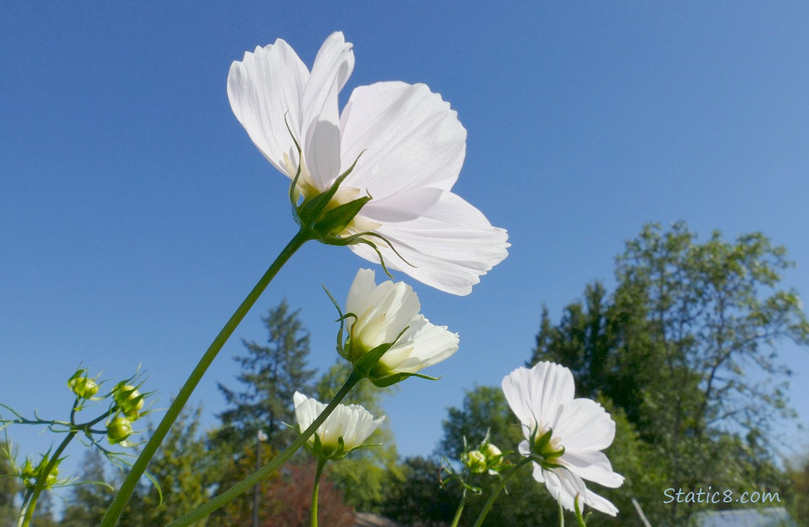 Looking up at white Cosmos blooms with the blue sky