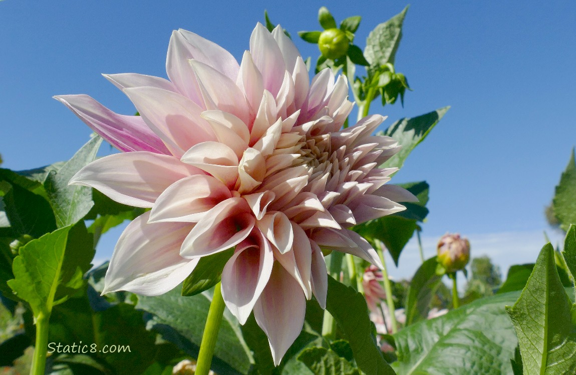 Pink Dahlia bloom opening up with the blue sky