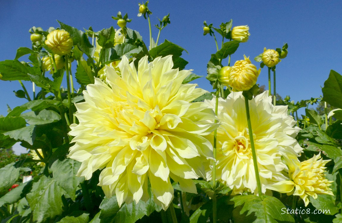 Yellow Dahlia blooms with the blue sky