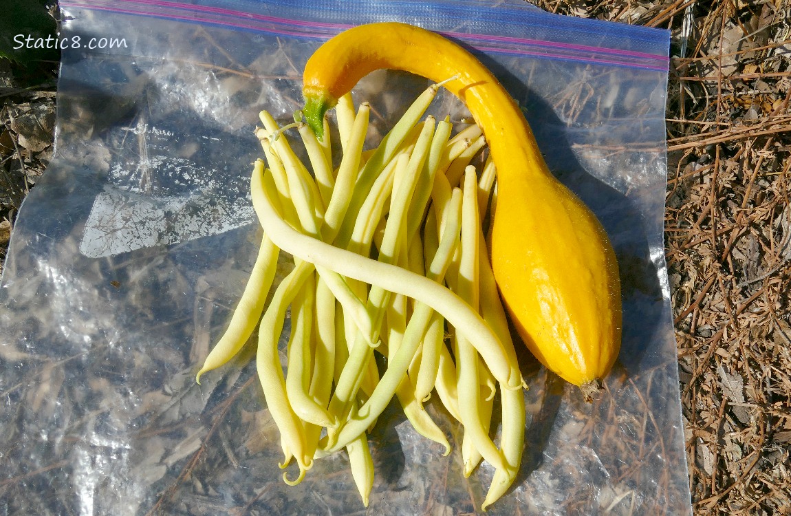 Harvested veggies on a ziplock bag on the ground