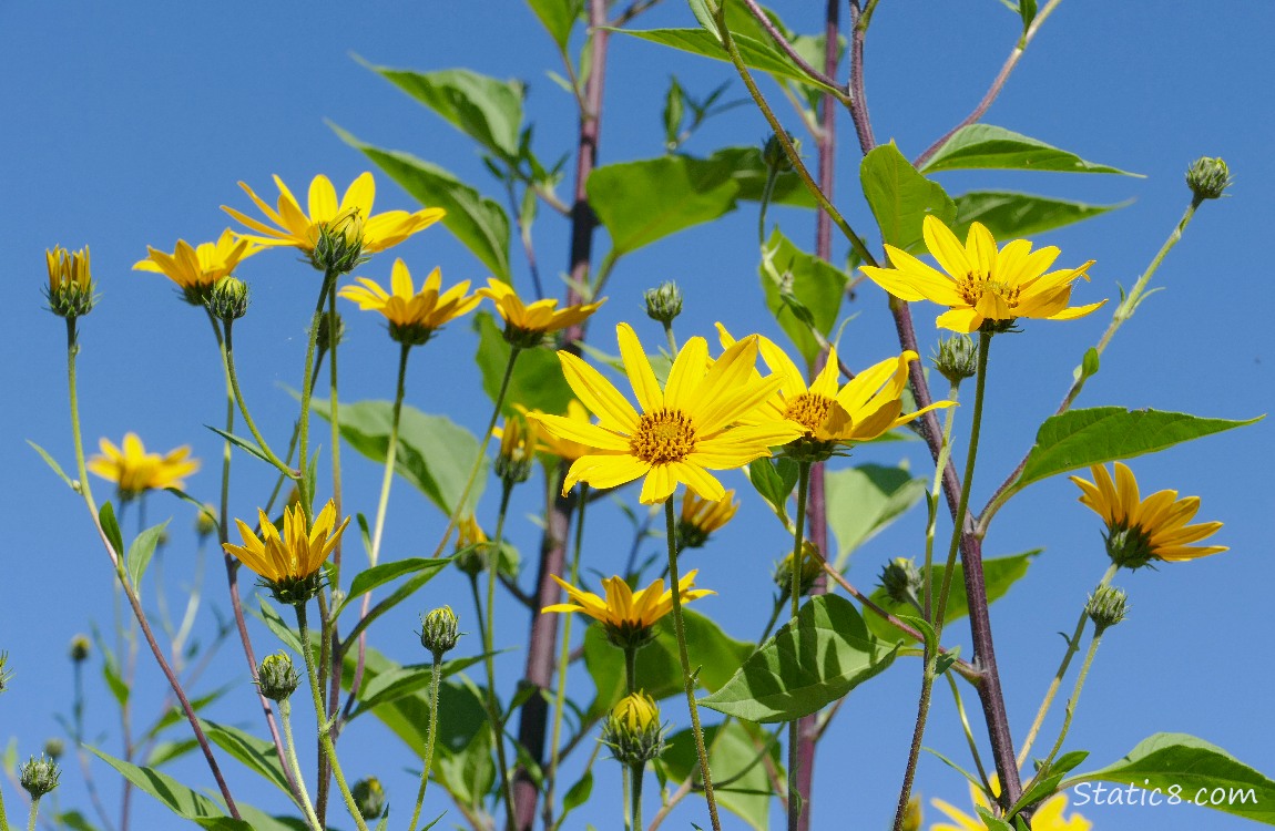 Sunchoke blooms in front of the blue sky