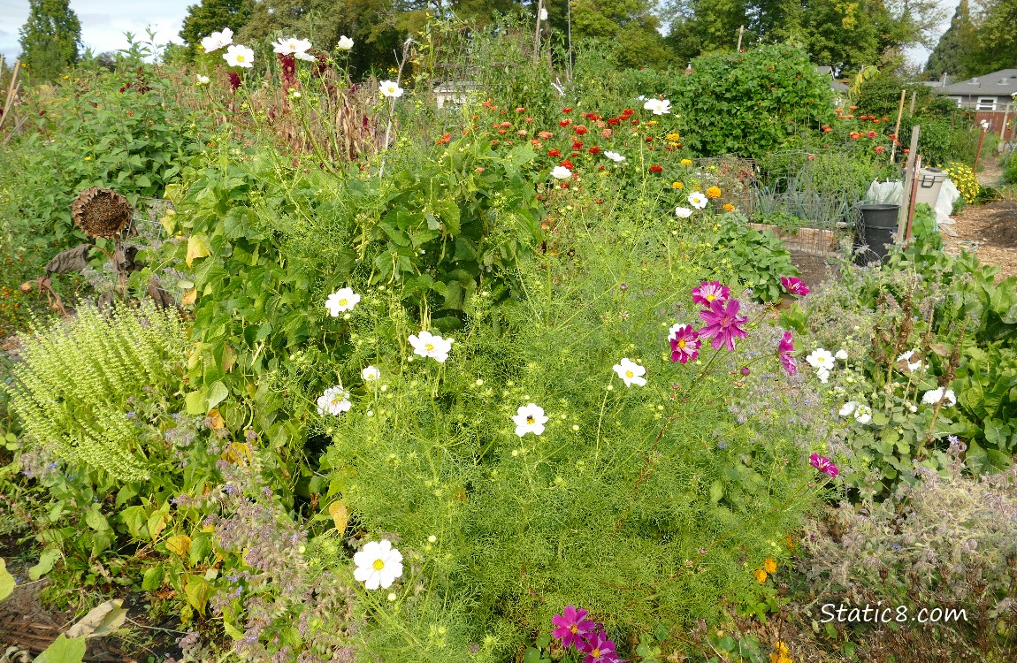 Garden plot