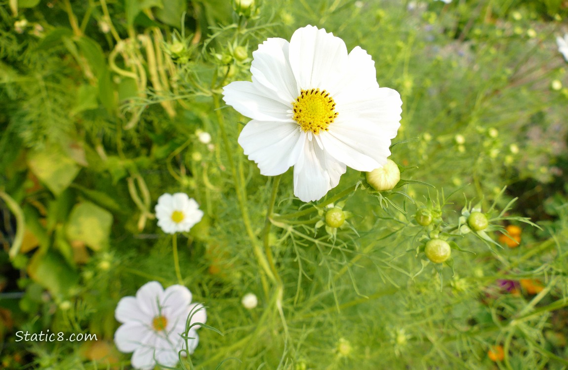 Cosmos and Wax Beans! White Cosmos blooms with Wax Bean plants in the background