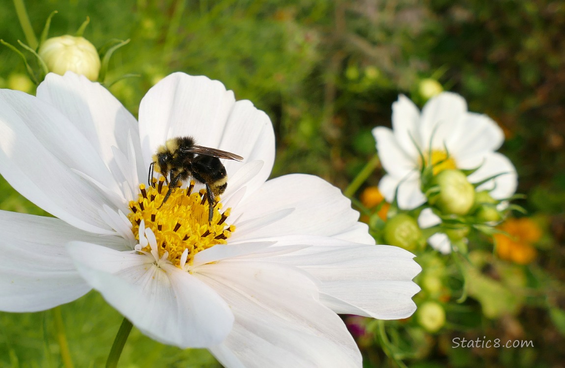 Bumblebee on a white Cosmos bloom