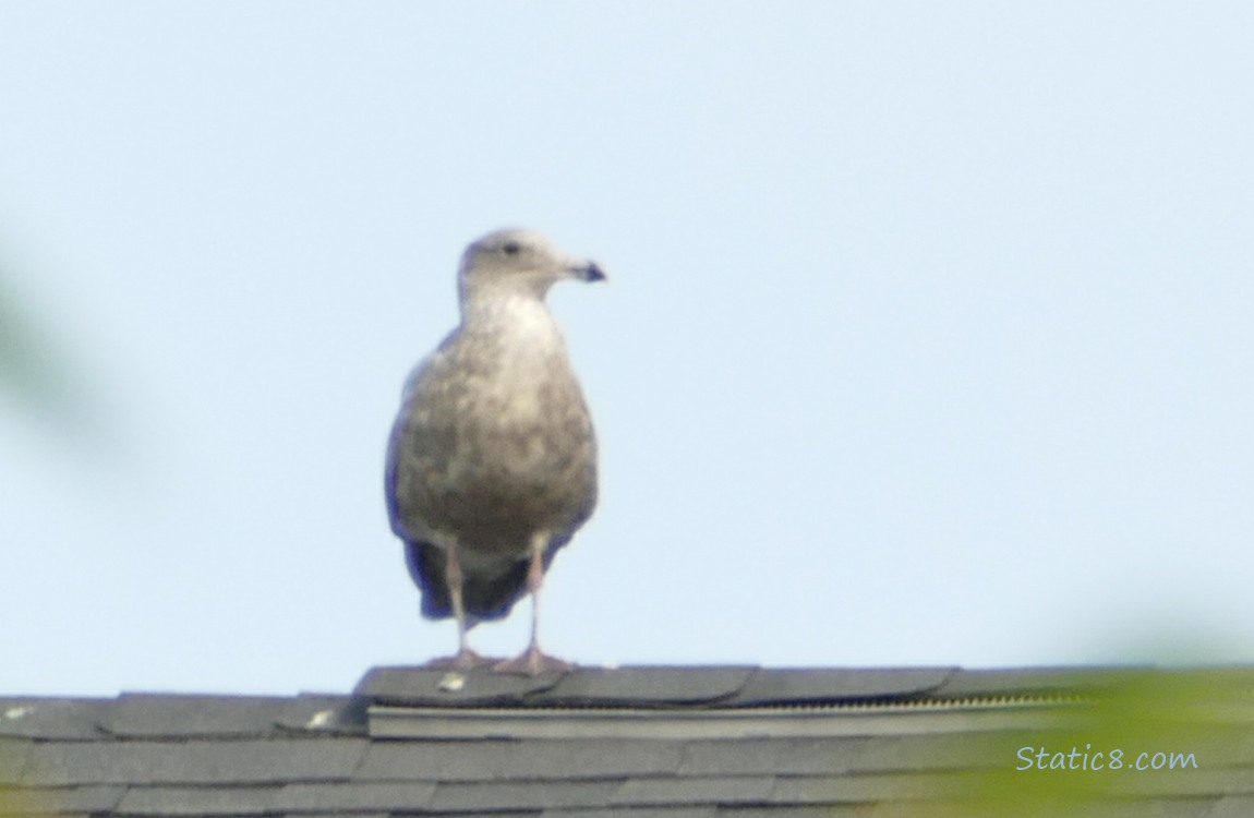 Gull standing on a roof top
