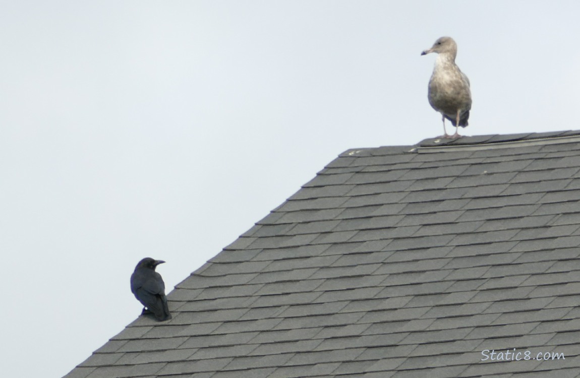 Crow and Seagull standing on a roof top
