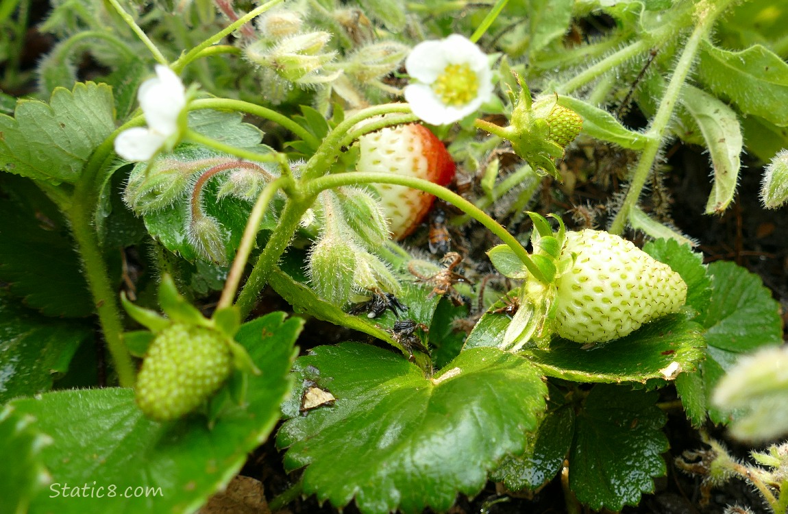 Strawberry patch with green fruits growing