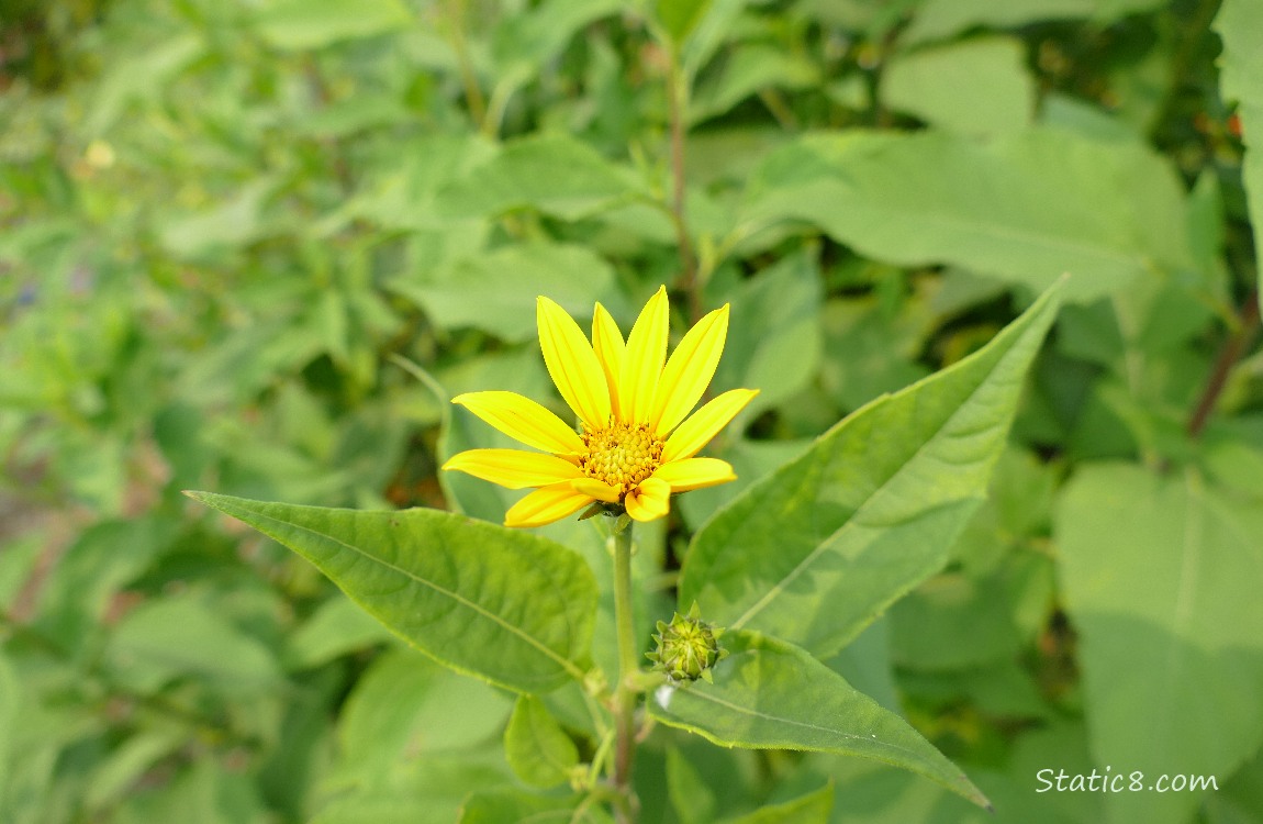 Sunchoke bloom surrounded by green leaves