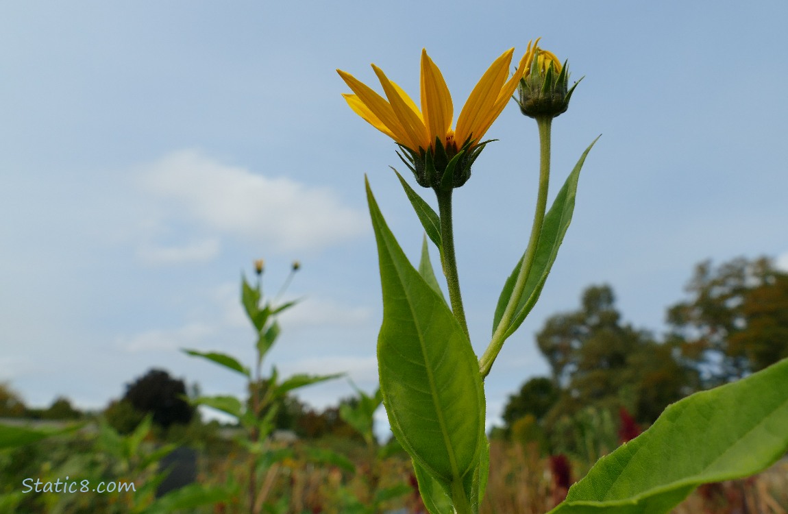 Sunchoke blooms with the sky behind