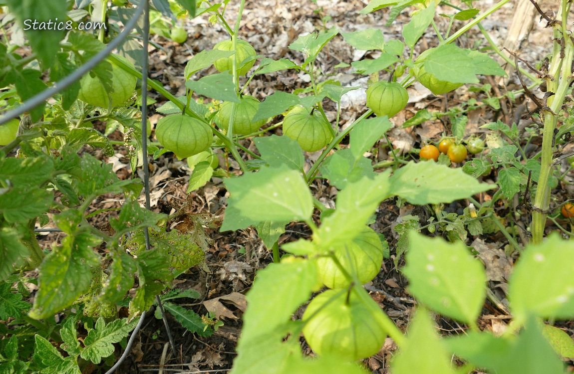Tomatillo plant with fruits on it
