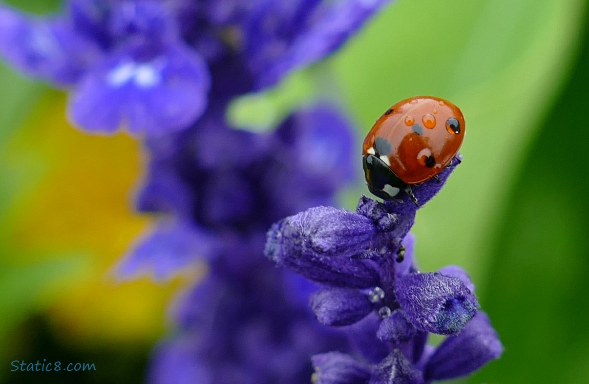 Seven Spot Ladybug! Seven Spot Ladybug on a purple flower