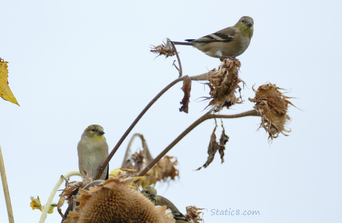 American Goldfinches American Goldfinches standing on sunflower seed heads