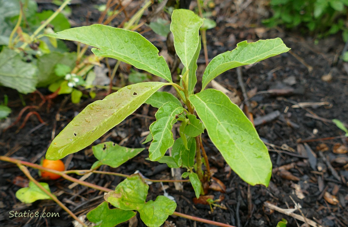 Avocado growing in the dirt