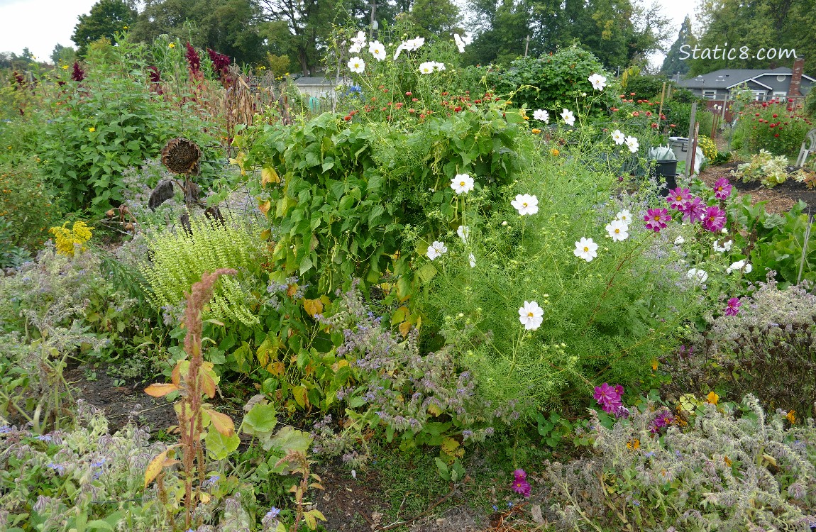 Garden plot