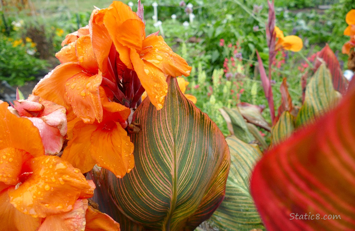 Canna Lily Orange Canna Lily blooms and striped leaves