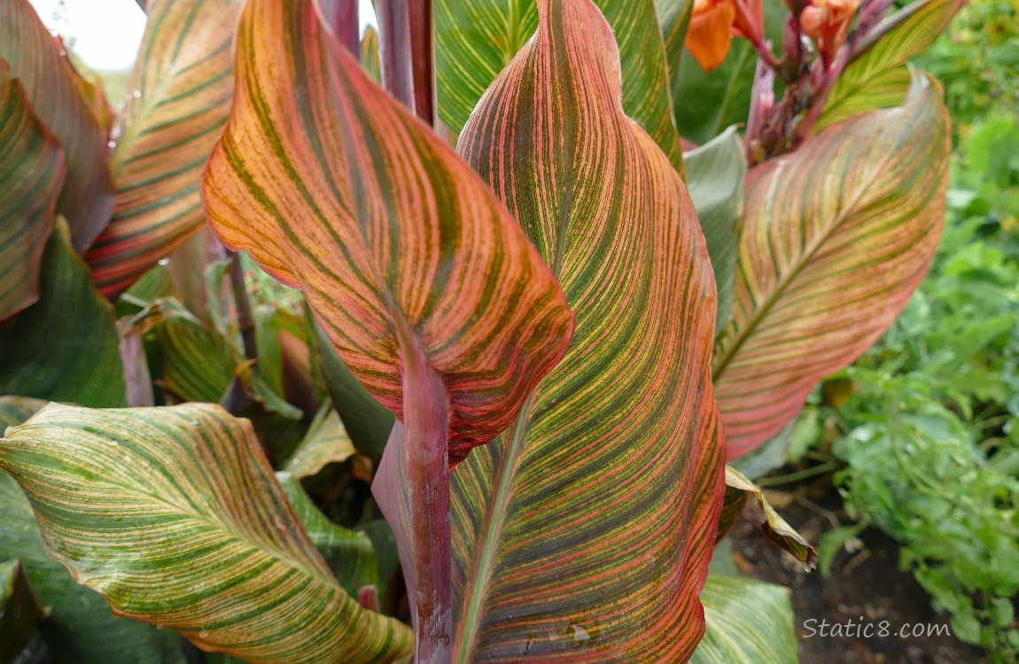 Canna Lily Striped leaves of the Canna Lily