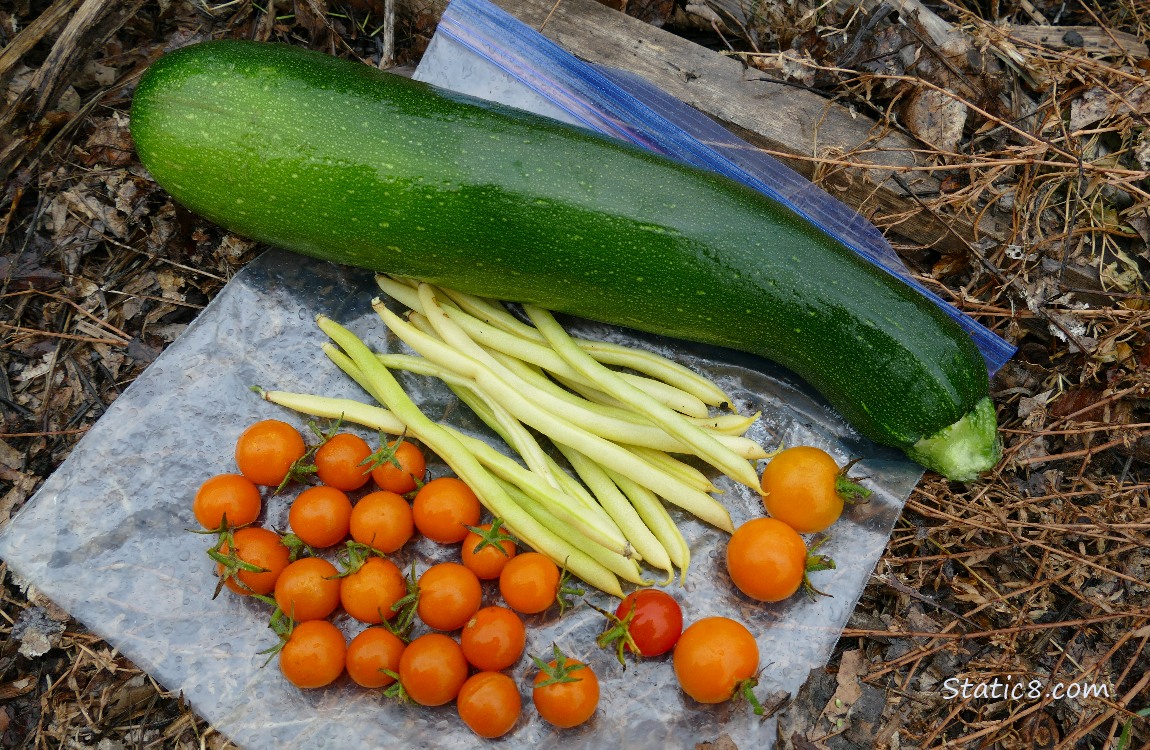 Harvested veggies on a ziplock bag on the ground