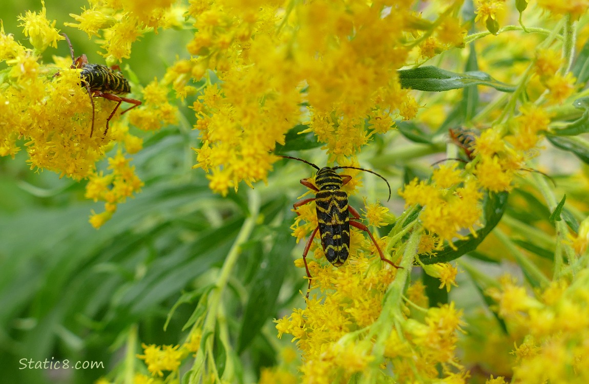 Locust Borers on the Goldenrod!! Locust Borers on Goldenrod blooms