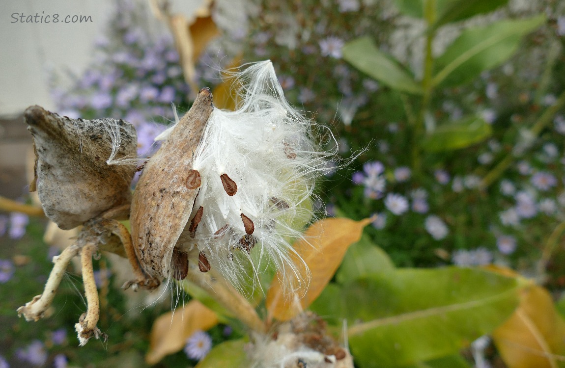 Showy Milkweed Milkweed seeds emerging from the pod