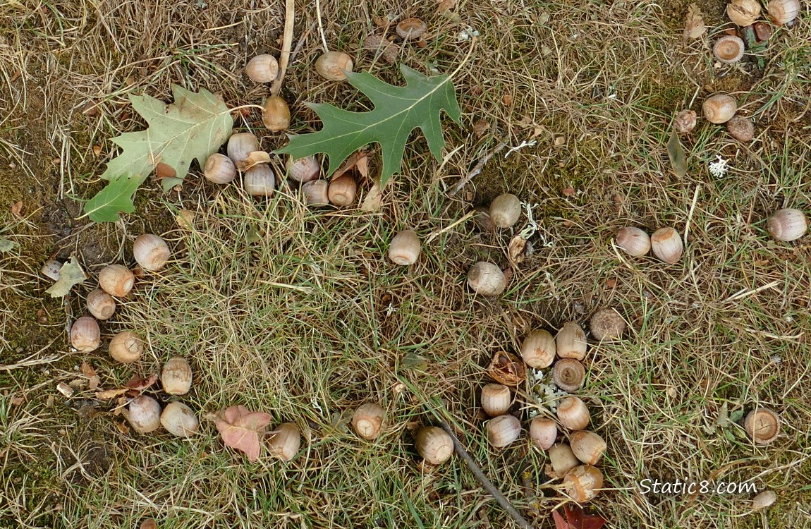 Acorns and two green oak leaves layiing in the grass
