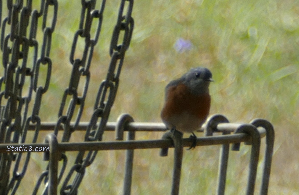 Bluebird standing on the basket of a Frisbee golf target