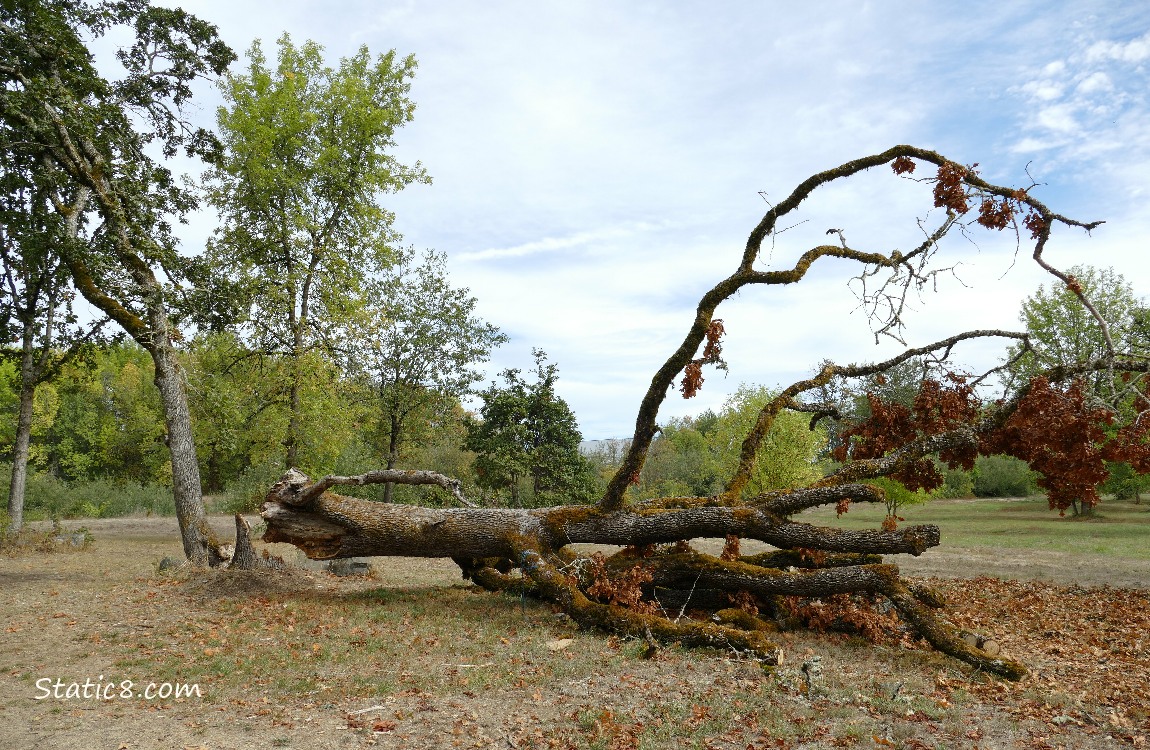 Fallen Oak tree
