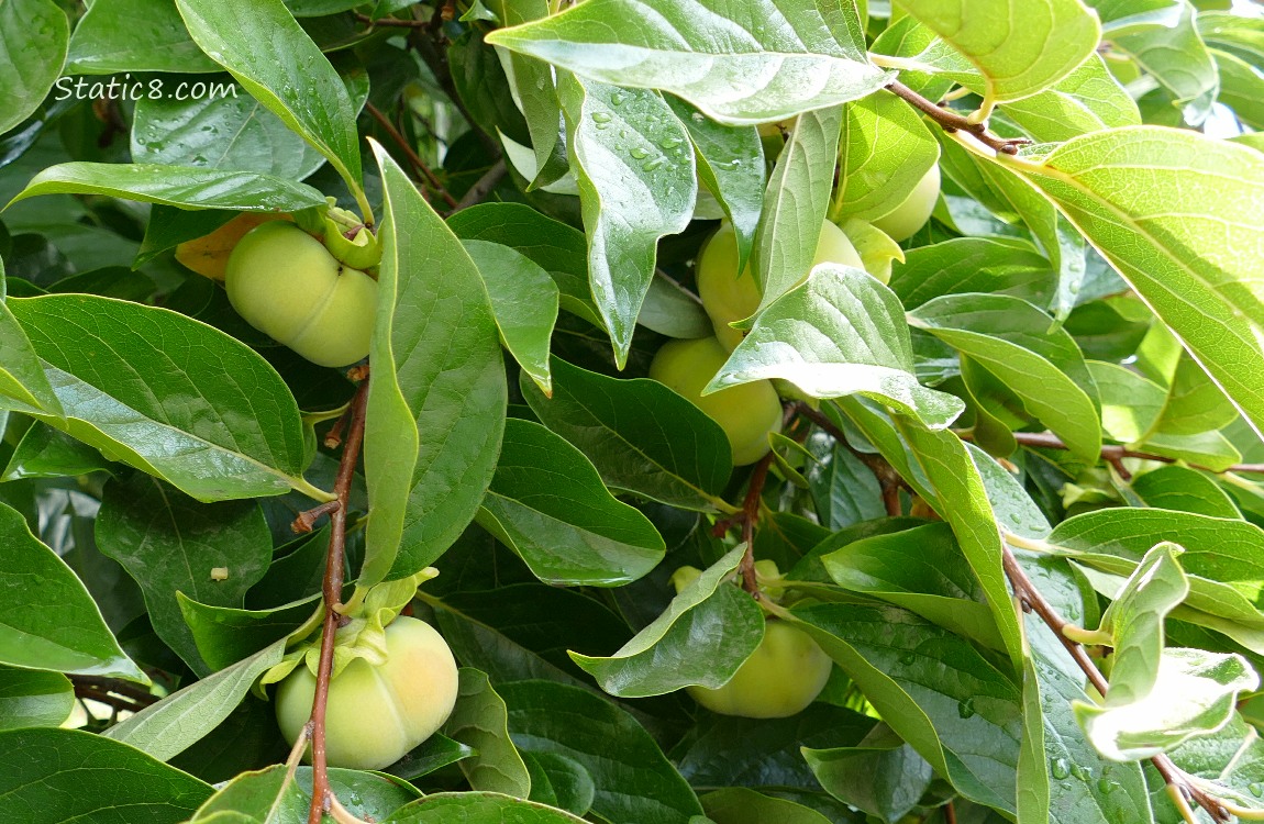 Persimmons Persimmon fruits ripening on the tree