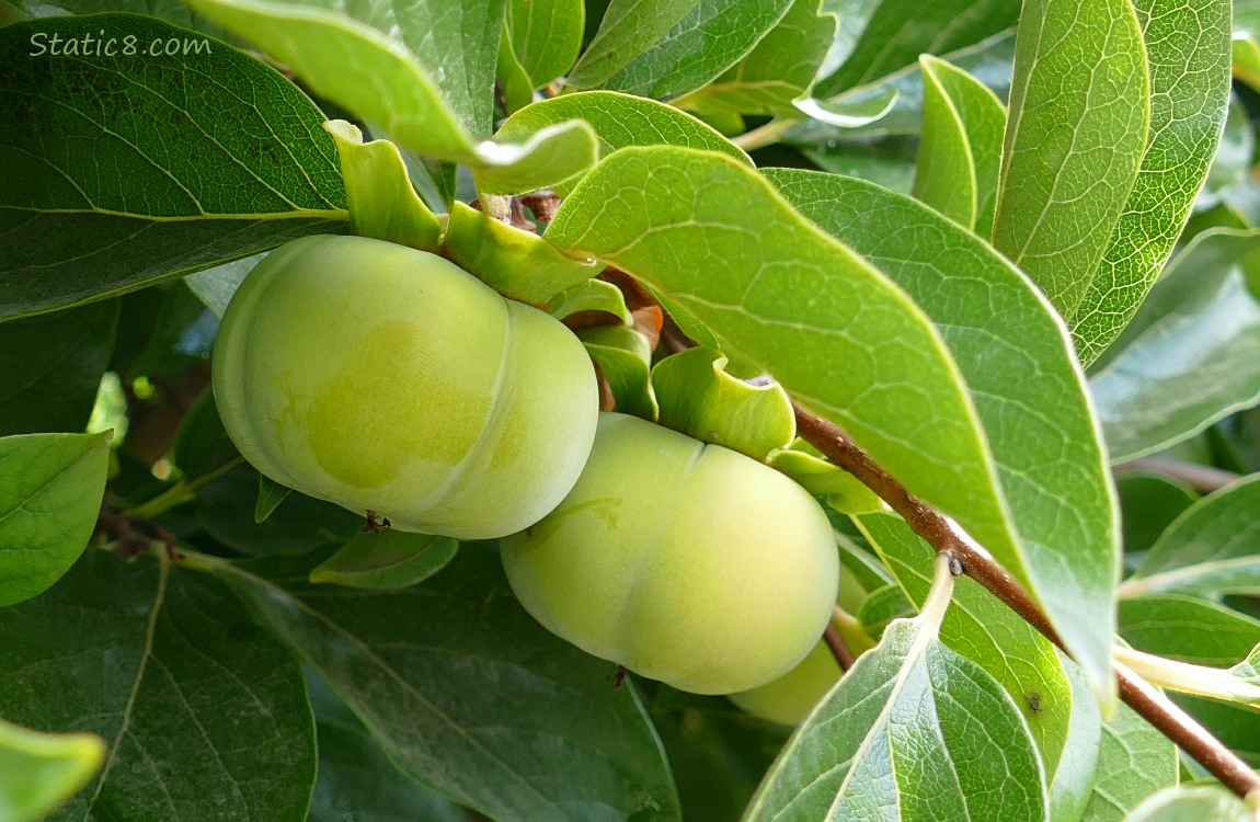 Persimmons are cute Persimmon fruits ripening on the tree
