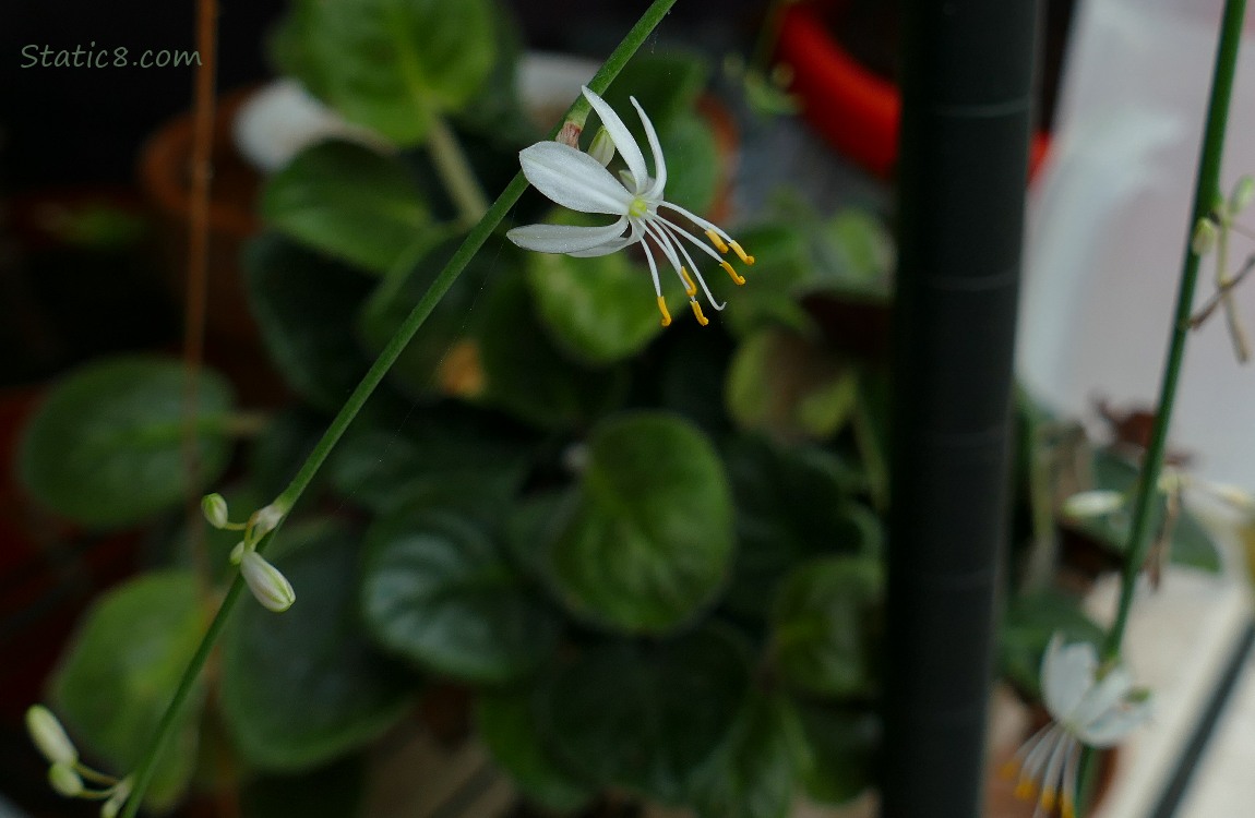 Spider plant flowers, African Violet in the background Spider plant bloom