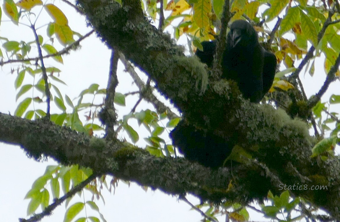 Crow cawing down from a tree