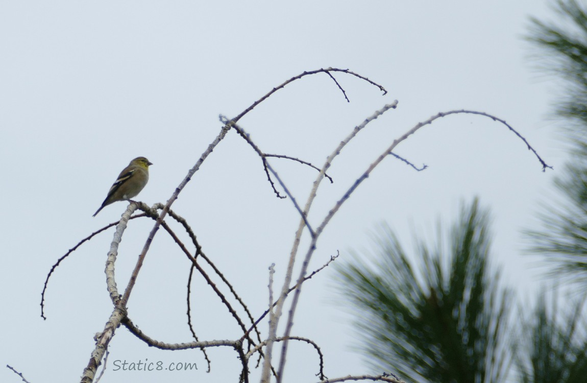 Goldfinch standing on a bare twig
