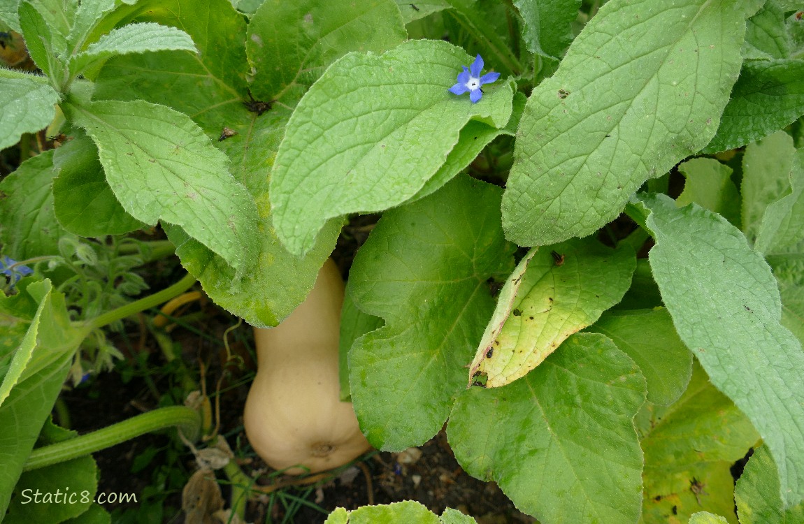 Buttnernut squash ripening under green leaves