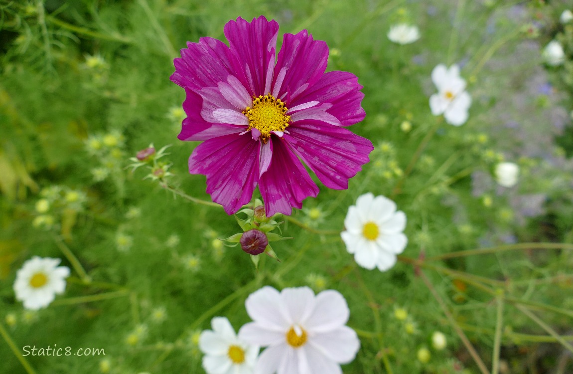 Cosmos Red violet and white Cosmos blooms
