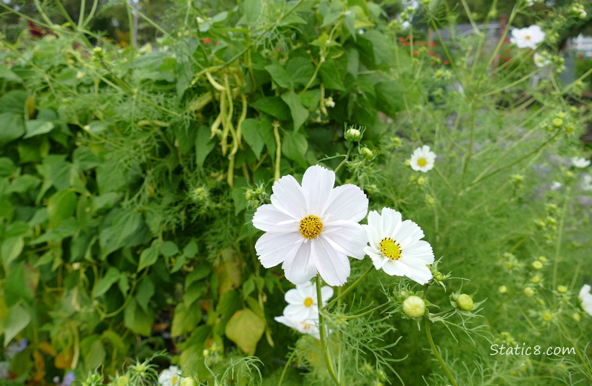 Cosmos and the Wax Beans White Cosmos blooms in front of wax bean plants